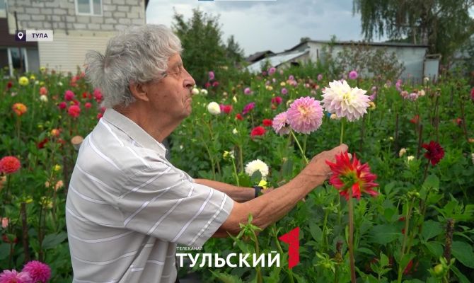 Туляк за полвека собрал в саду 250 сортов георгинов