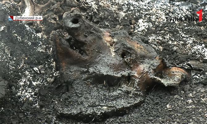 Свалка свиных голов под Дубной: обглоданные опарышами останки проверяют на африканскую чуму