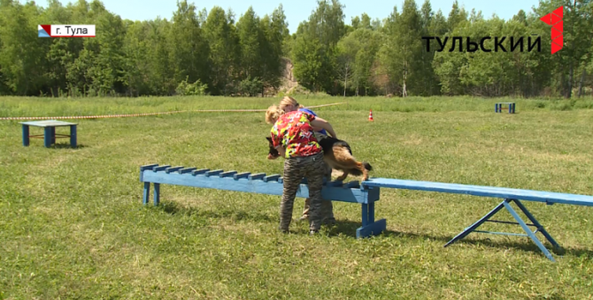 Собаки-спасатели прошли аттестацию в Туле