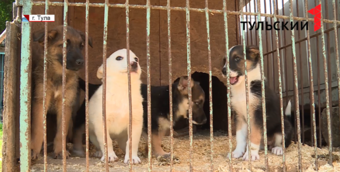 От имени тульского «Любимца» в городе орудовали мошенники