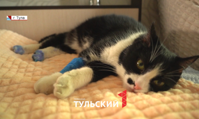 «Мама, давай его заберем»: туляки спасли кота, которого потащил хозяин по земле