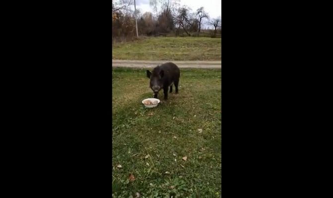 В тульском селе поселился молодой кабан Вася