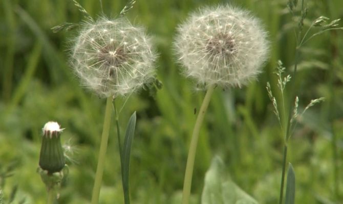 Тулякам напомнили о наказании за одуванчики на даче