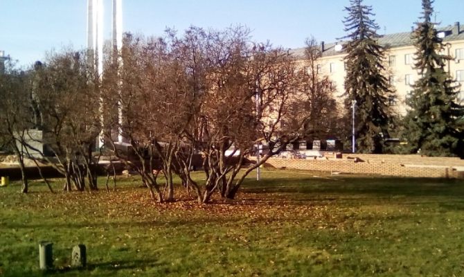 В Туле проснулись комары и набухли почки сирени 