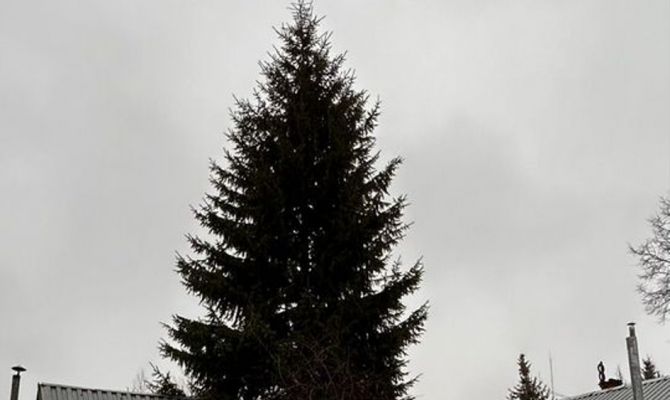 В Туле выставили на продажу елку за 500 тысяч рублей