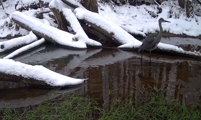 На границе Тульской области заметили серую цаплю