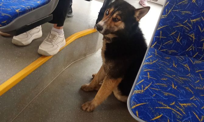 В Туле ищут собаку-путешественницу