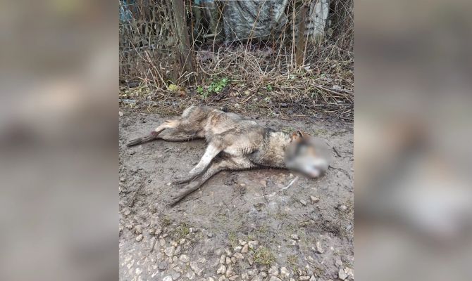 В СНТ под Тулой массово травят собак: почему некоторые жители одобряют такую борьбу с бродягами