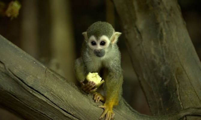 От игрунок до саймири: как обитатели Тульского экзотариума отметили Всемирный день обезьян