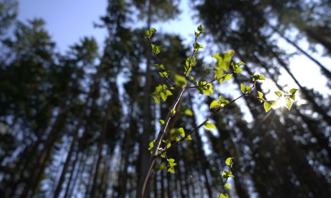 Депутаты Тульской областной Думы высадили 400 молодых деревьев в Ясной Поляне