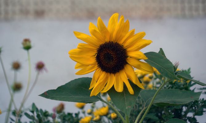 Как жильцам тульской 5-этажки удалось превратить свой двор в образцовый