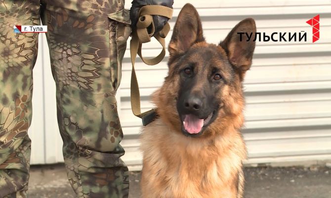 Опасные собаки: кого туляки не выведут на улицу без намордника 