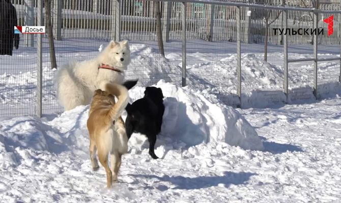Туляки боятся выходить во двор из-за соседских собак: как повлиять на нерадивых хозяев