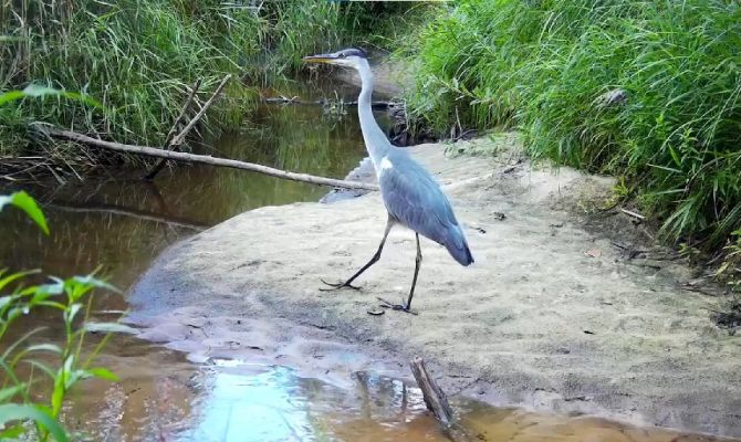 Серая цапля попала на видео на границе Тульской области