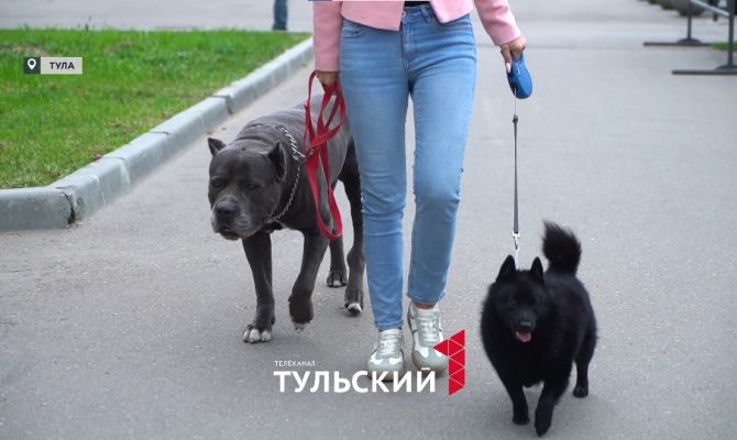 После смерти собак от "Мультикан-8" в Туле проверяют вакцины