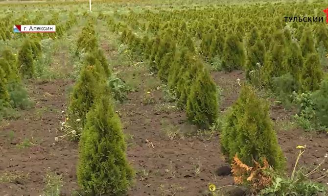 Кот в мешке или скупой платит дважды: как правильно выбирать хорошие туи