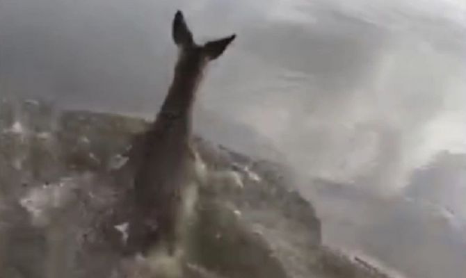 Тульские спасатели вытащили из Оки застрявшую в куче мусора косулю