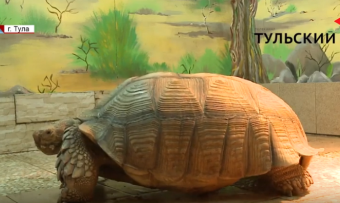В Туле начнется «черепахомания»