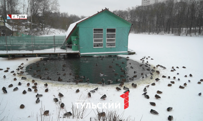 В Тульской области остались зимовать лебеди и чайки