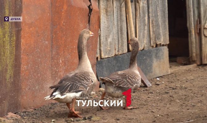 В Дубне восстанавливают старинную породу гусей