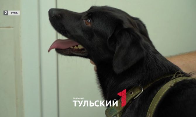 С 1 июля 2026 года туляки получат штраф за животных без чипа