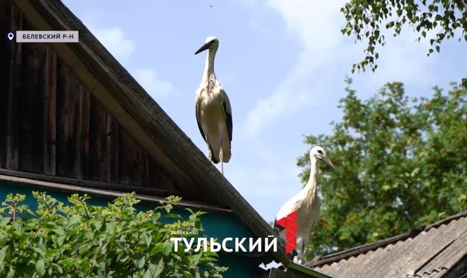 Под Белевом пенсионеры спасли птенцов аиста из разрушенного гнезда