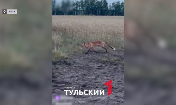 Лисы в Туле: почему животные стали чаще выходить к людям
