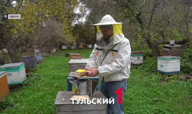 Пчеловоды в Тульской области могут вернуть половину расходов за год