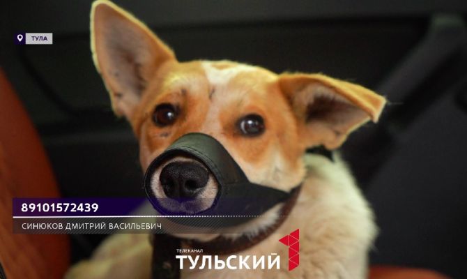 В Туле бросили щенка с переломом лапы и вывихами