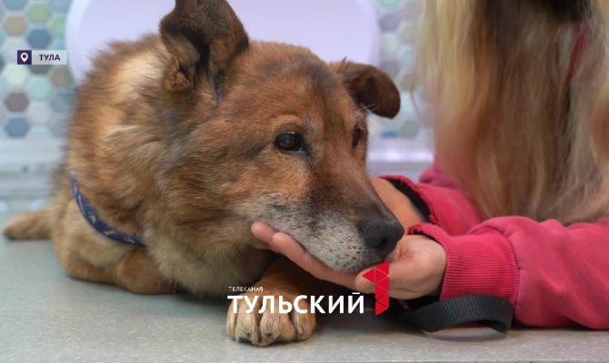 В Туле нашли раненную собаку в луже крови