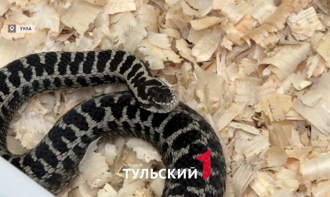 В лесах Тульской области проснулись краснокнижные змеи
