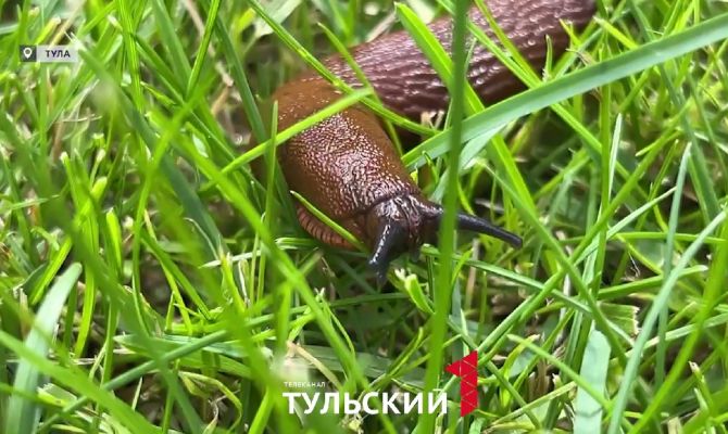  В Тулу вернулись испанские слизни
