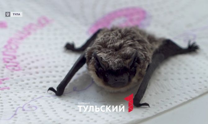 «Перепутала дом с пещерой»: к тулячке на кухню залетела летучая мышь