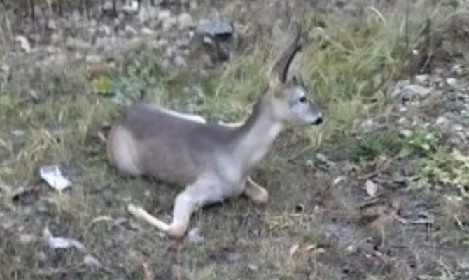 В Туле спасли застрявшего в заборе детеныша косули