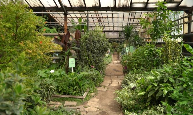 «Их надо спасать»: в тульском центре образования разрушается уникальная оранжерея