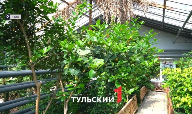 В школе Тулы создали оранжерею с бананами и авокадо
