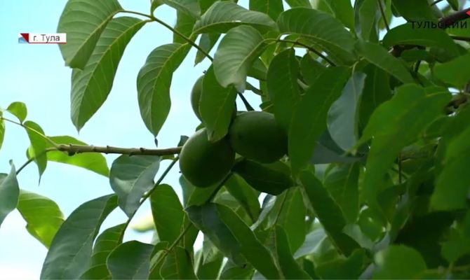 Грецкий орех с тульским привкусом: как удается вырастить южные культуры в условиях средней полосы