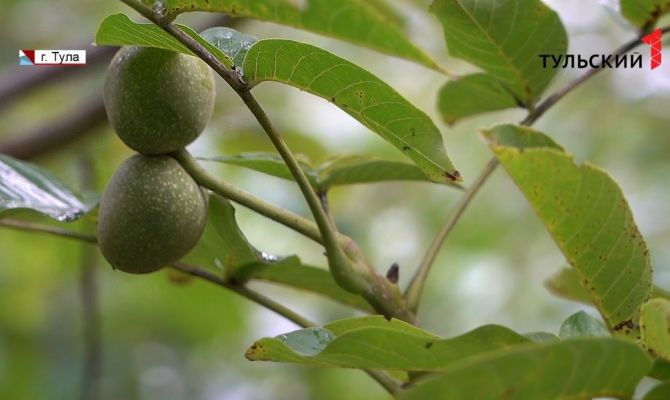 Ореховый Спас по-тульски: какой урожай получили фермеры в этом году