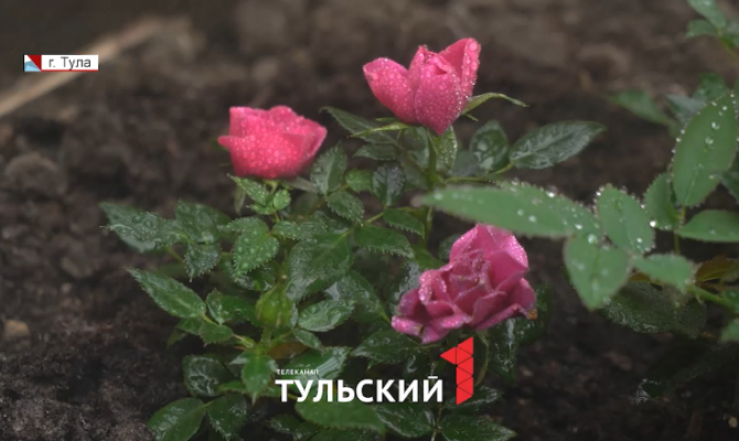 В единственной школьной оранжерее Тулы открылся розарий