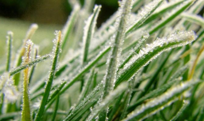 В Центр России пришли заморозки