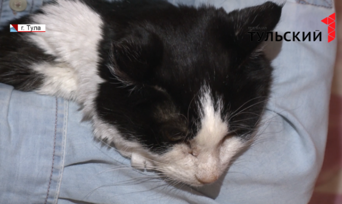 Хвостатые ищут дом: как живут бродячие кошки и собаки в Туле 