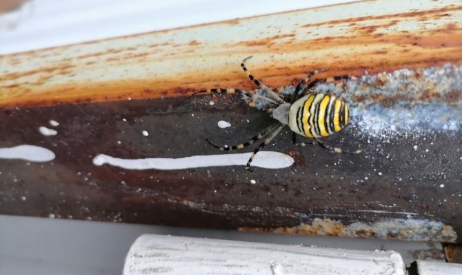 В Новомосковске появились пауки с раскраской ос