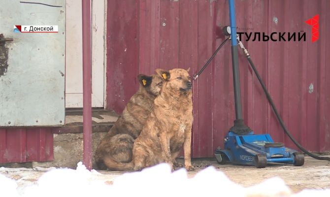 Жители Донского жалуются на бездомных животных