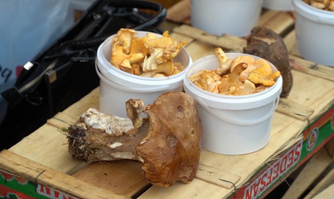 Температура и время: названы параметры, при которых грибы в жару становятся ядовитыми