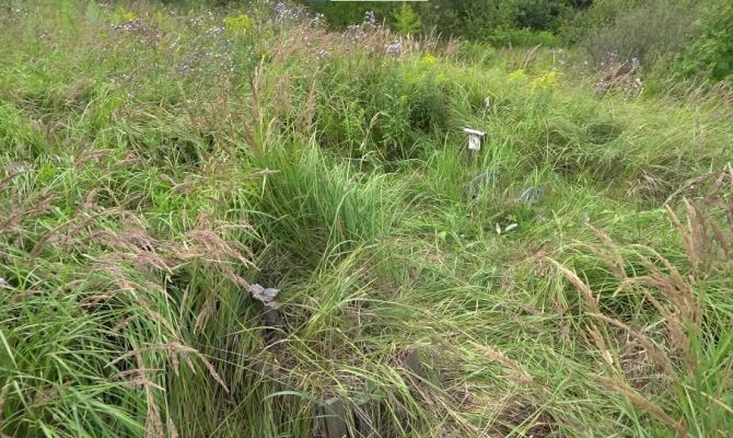 Туляков могут оштрафовать за похороны умерших домашних любимцев