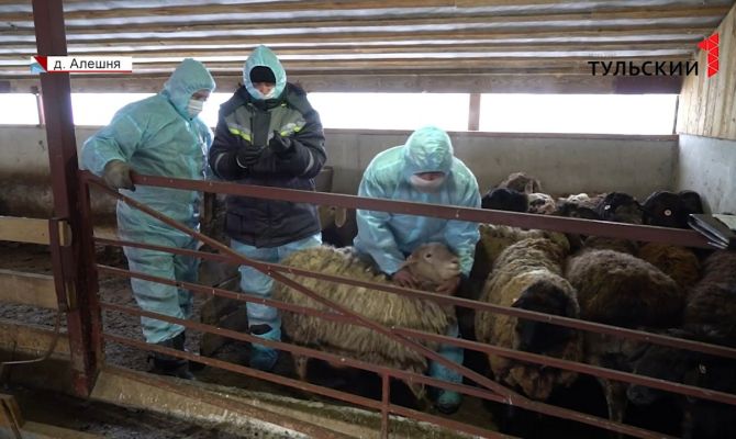 В Тульской области стартовала вакцинация домашнего скота: от каких болезней прививают питомцев