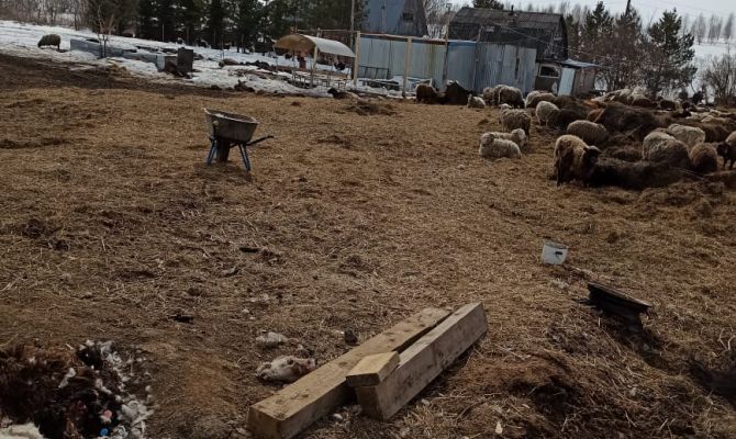 Под Тулой обнаружили свалку трупов животных