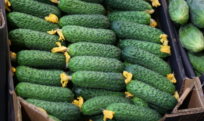 Огурцы подешевели почти на 20% за месяц в Тульской области