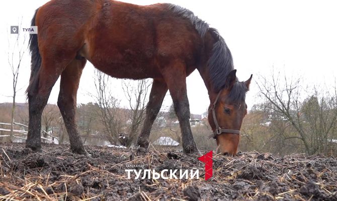 Кентавр из Ясной Поляны отметил первый день рождения