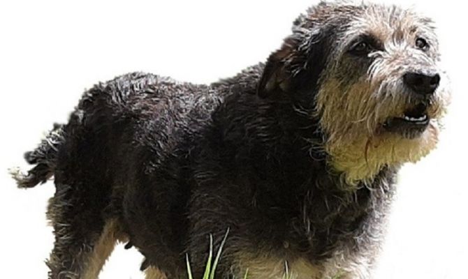 Кинологи добились отмены ГОСТов на шкуры собак и кошек